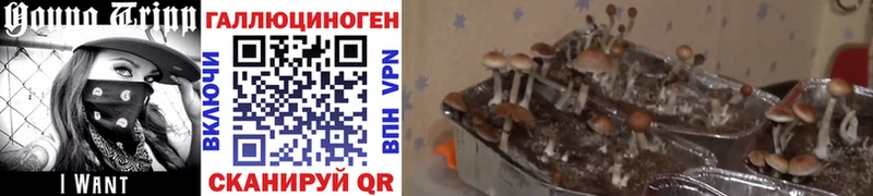 Галлюциногенные грибы Psilocybine cubensis купить наркотики сайты Кушва